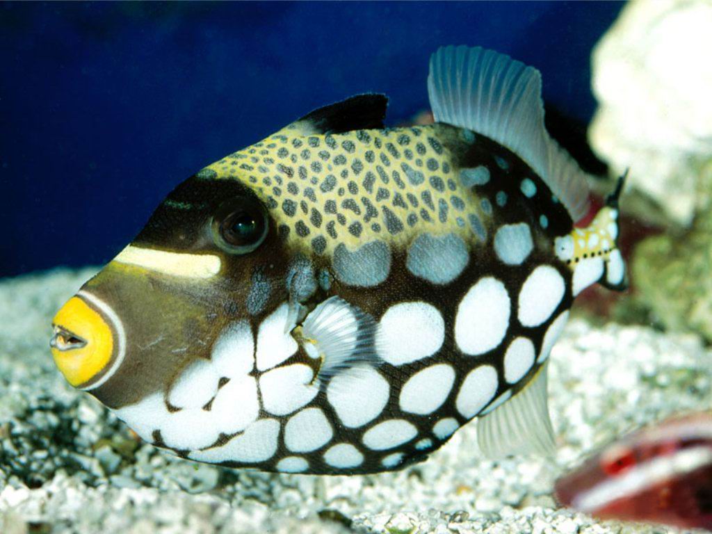 Balistoides conspicillum (Pesce balestra pagliaccio)